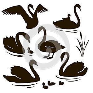 Vector set of decorative birds. Swan with nestling. Swan silhouette