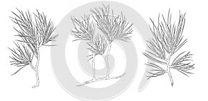Vector set Decorative branch of a Christmas pine tree. Contour illustration