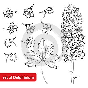 Vector set with Delphinium or Larkspur. Flower, bunch, bud and leaf in black isolated on white background. Floral elements.
