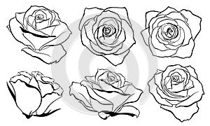 Vector set of detailed, isolated outline Rose bud sketches in black color.