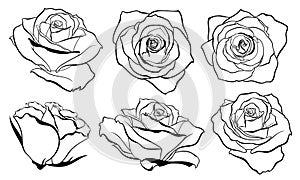 Vector set of detailed, isolated outline Rose bud sketches in black color. photo