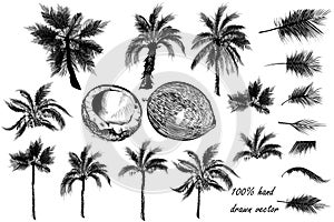Vector set of detailed palm trees for design