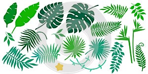 Vector set of different tropical plants, leaves and flower. Summer exotic elements for invitations, posters, backgrounds