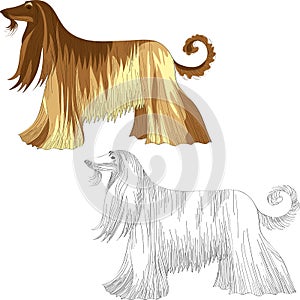 Vector Set dog Afghan hound breed