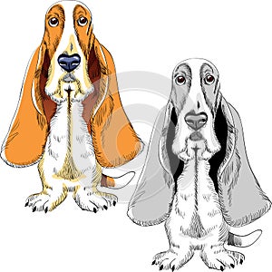 Vector Set dog Basset Hound breed