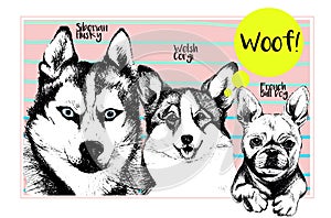 Vector set of dog portraits. Siberian husky, welsh corgi pembroke, french bulldog. Hand drawn dog illustration.