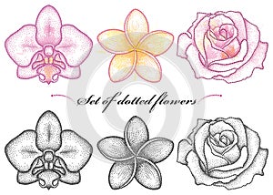 Vector set with dotted flower of Orchid, Plumeria or Frangipani and Rose in black and in color isolated on white background.