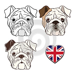 Vector set of English bulldog's face and heart flag UK. Hand-d photo