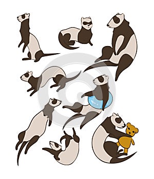 Vector set of ferrets. Different poses. Illustration isolated on white background. Simple design element.