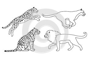 Vector set of flat outline wild big cats