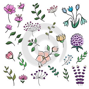 Vector set of flowers and herbs isolated on white background.