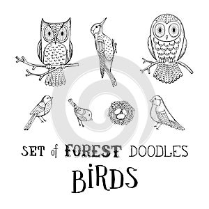 Vector set of forest doodles birds.