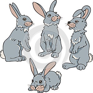 Vector set of four rabbits in different postures.