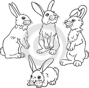 Vector set of four rabbits in different postures.