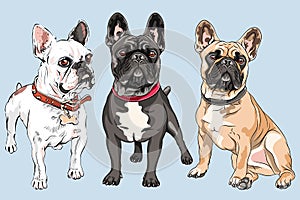 Vector set French Bulldog dogs