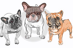 vector set French Bulldog dogs