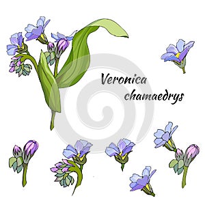 Vector set of gentle flowers on a white background. The medicinal plant of VerÃÂ³nica is drawn in ink for decoration photo