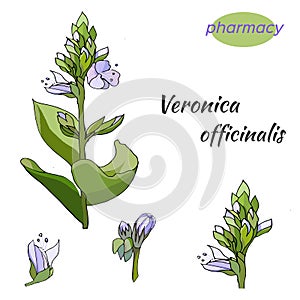 Vector set of gentle flowers on a white background. The medicinal plant of VerÃÂ³nica officinalis is drawn in ink for decoration photo