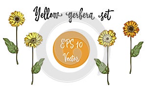 Vector set of Gerbera daisy yellow flowers and green leaves on white background