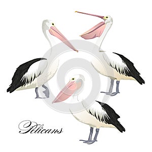 Vector set with graceful pelicans.