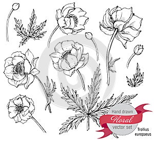 Vector set of graphic spring flowers (trollius)