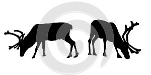 Vector set of grazing reindeer silhouettes with horns.