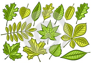 Vector set of Green Leaves