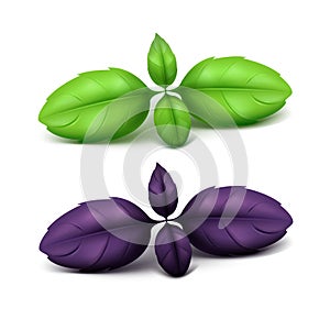 Vector Set of Green Red Purple Basil Leaves Close up