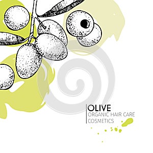Vector set of hair care ingredients. Organic hand drawn elements. Olive branch.