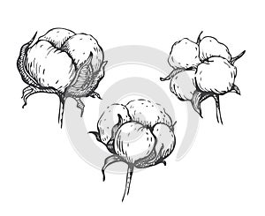 Vector set of hand draw ink cotton plant.