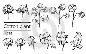 Vector set of hand draw ink cotton plant