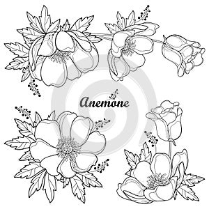 Vector set of hand drawing outline Anemone flower or Windflower, bud and leaf in black isolated on white background.