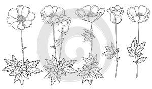 Vector set of hand drawing outline Anemone flower or Windflower, bud and leaf in black isolated on white background.