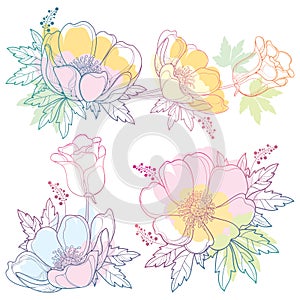 Vector set of hand drawing outline Anemone flower or Windflower, bud and leaf in pastel pink, orange and blue color isolated.