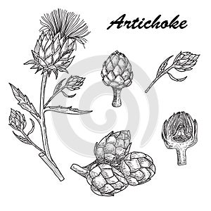 Vector set hand drawn artichoke illustration
