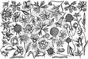 Vector set of hand drawn black and white bellflower, edelweiss, globethistle, globeflower, meadow geranium, gentiana