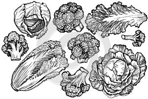 Vector set of hand drawn black and white broccoli, chinese cabbage, cabbage