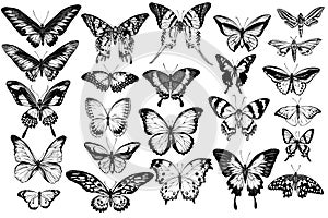 Vector set of hand drawn black and white great orange-tip, emerald swallowtail, jungle queens, plain tiger, rajah brooke