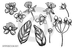 Vector set of hand drawn black and white hypericum