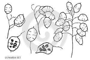 Vector set of hand drawn black and white lunaria
