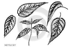 Vector set of hand drawn black and white nettle photo