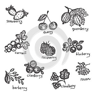 Vector set of hand drawn black and white north berries. Collection of blueberry, cranberry, cloud-berry, cherry, strawberry, curra