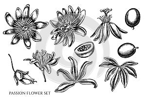 Vector set of hand drawn black and white passion flower photo