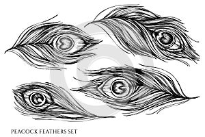 Vector set of hand drawn black and white peacock feathers