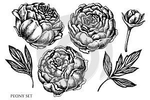 Vector set of hand drawn black and white peony