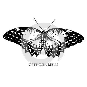 Vector set of hand drawn black and white red lacewing