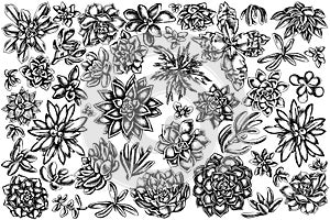 Vector set of hand drawn black and white succulent echeveria, succulent echeveria, succulent