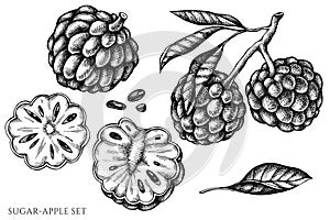 Vector set of hand drawn black and white sugar-apple