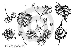 Vector set of hand drawn black and white tilia cordata