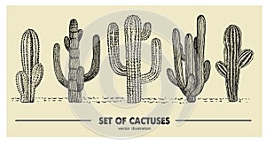 Vector set of hand drawn cactus. Sketch illustration. Different cactuses in monochrome style